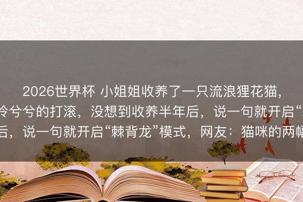 2026世界杯 小姐姐收养了一只流浪狸花猫，收养前，它为了有家可怜兮兮的打滚，没想到收养半年后，说一句就开启“棘背龙”模式，网友：猫咪的两幅嘴脸